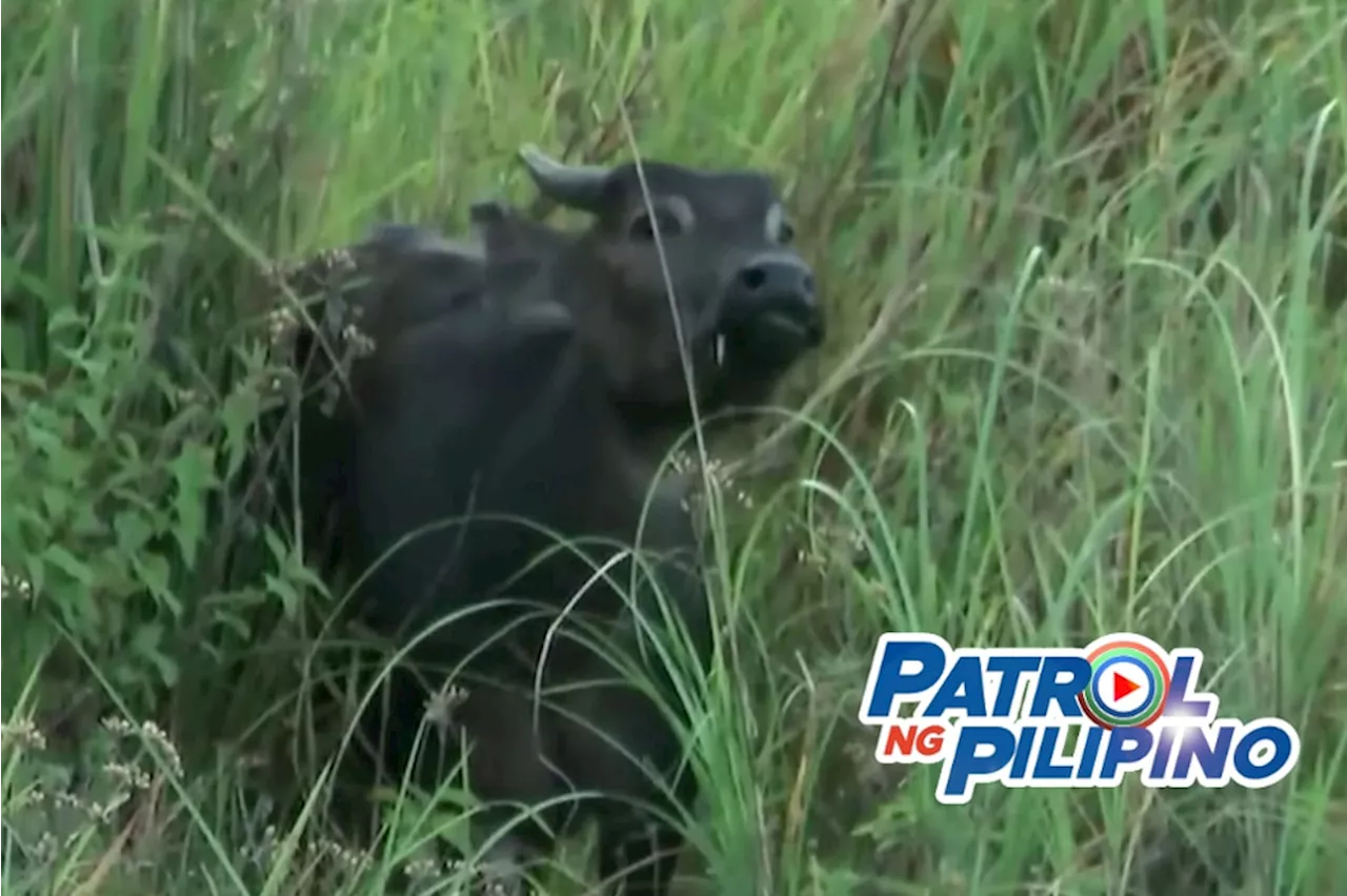 Critically endangered tamaraw bakit dapat pangalagaan?