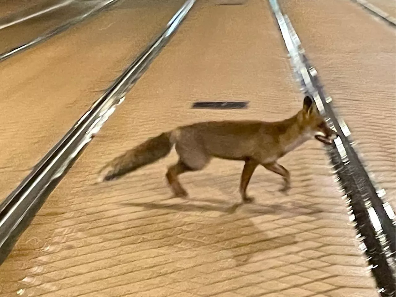 Insolite : un renard en vadrouille dans le centre-ville du Mans !