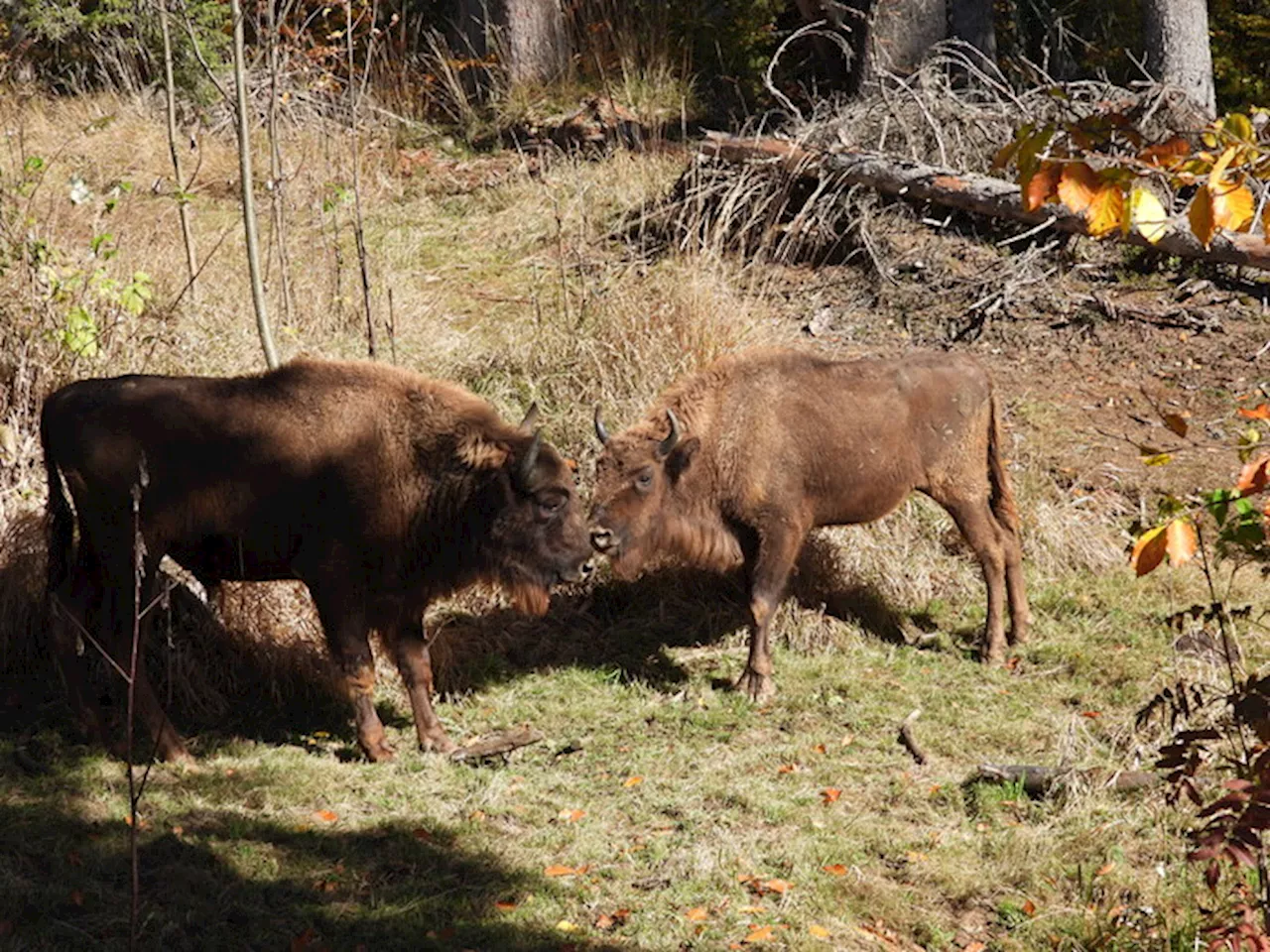 Dal Veneto due bisonti europei 'donati' a progetto nei Carpazi