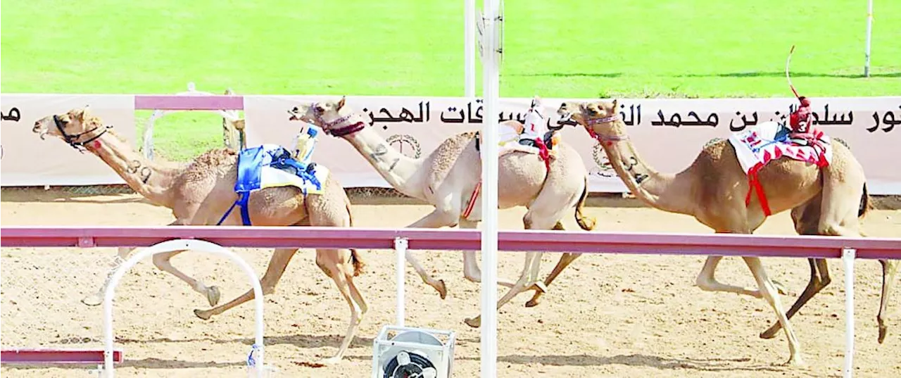 «مثايل» بطلة كأس حاكم الشارقة للهجن | صحيفة الخليج