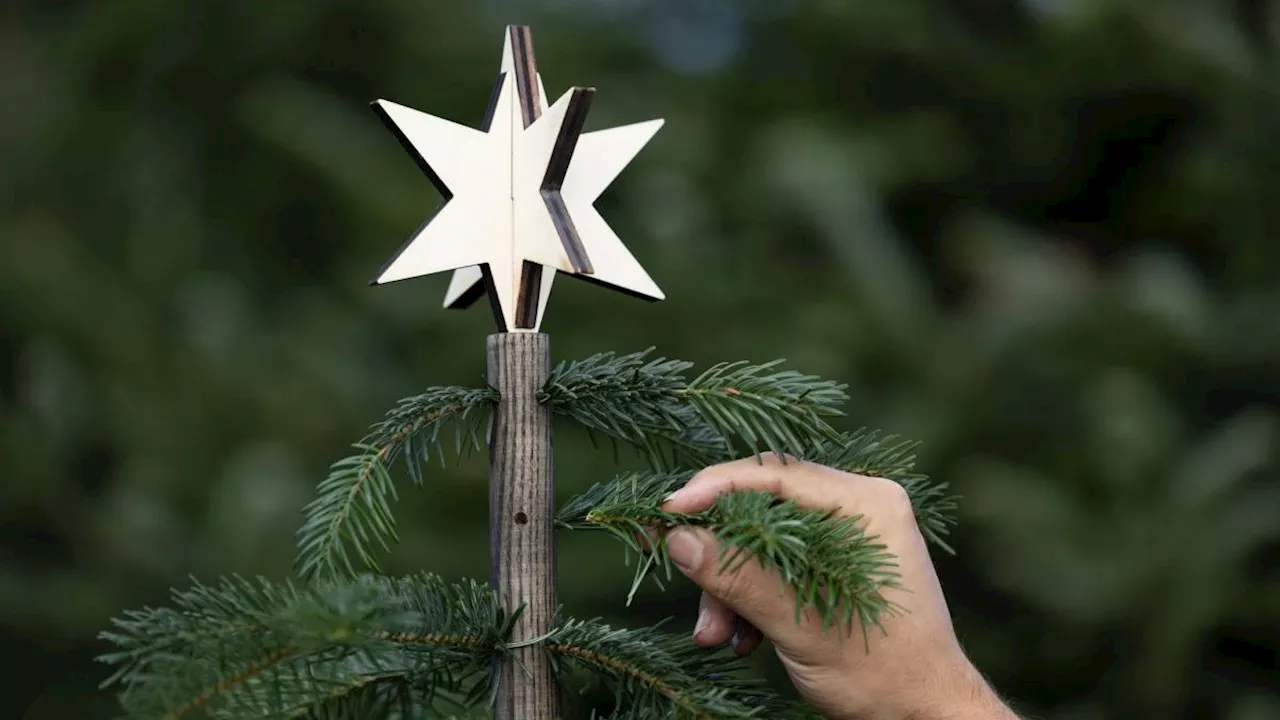 Weihnachtsbaum: Welche Alternative gibt es zur Tanne?