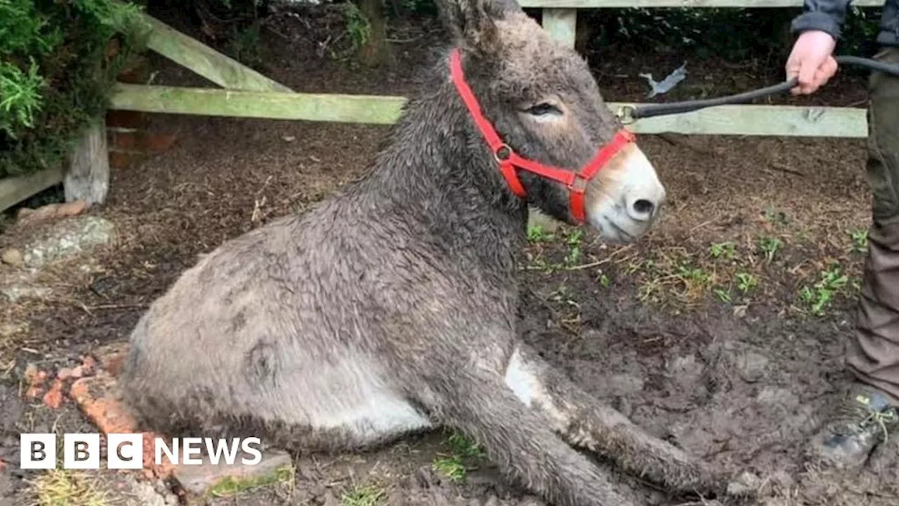 Amigo the donkey rescued from muddy hole