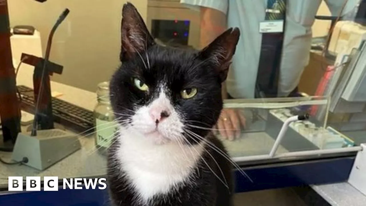 Andover: Tributes paid to Jess the railway station cat