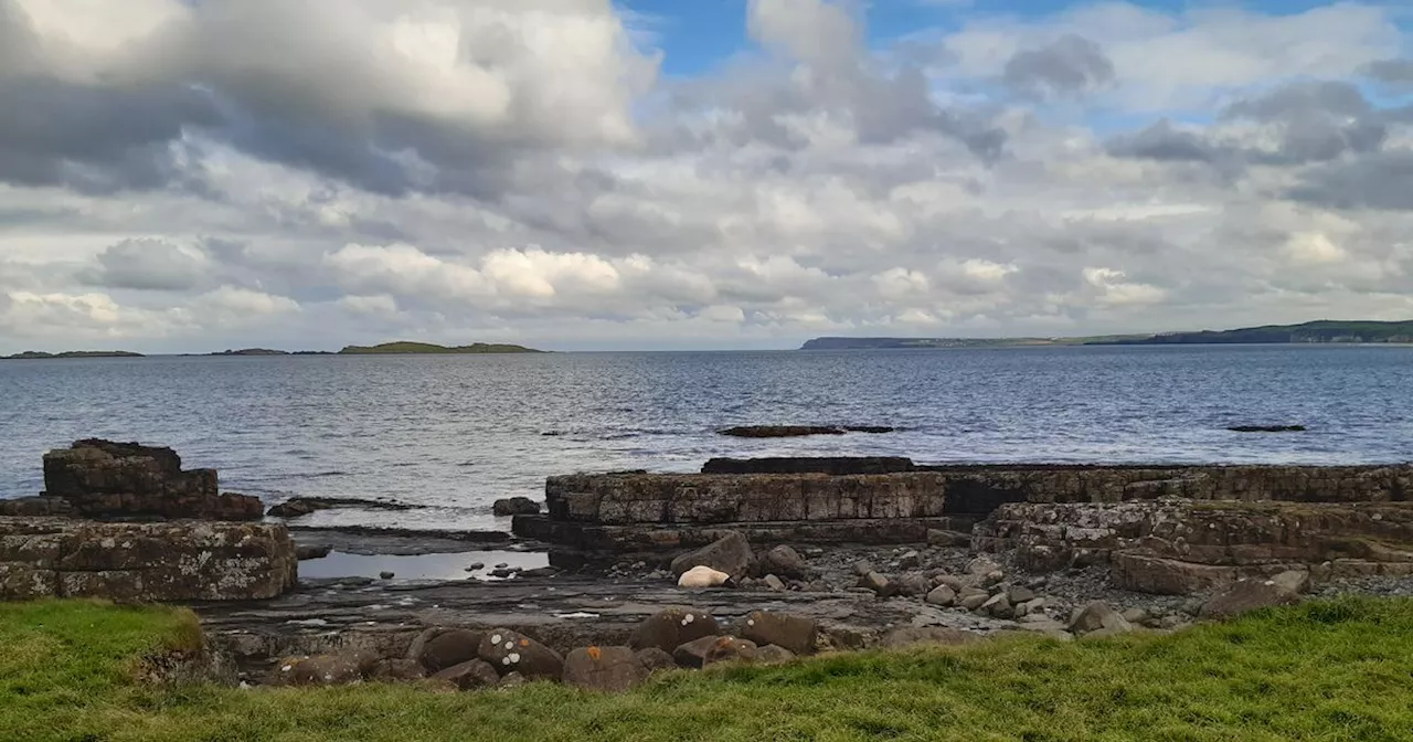 Belfast man 'shocked' at sheep washed up in Co Antrim