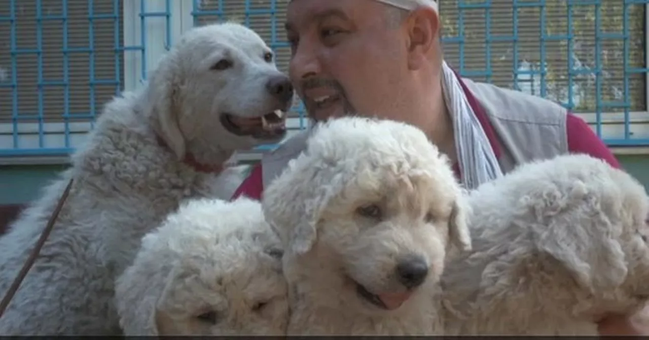 Dogs welcome at Belfast film screening