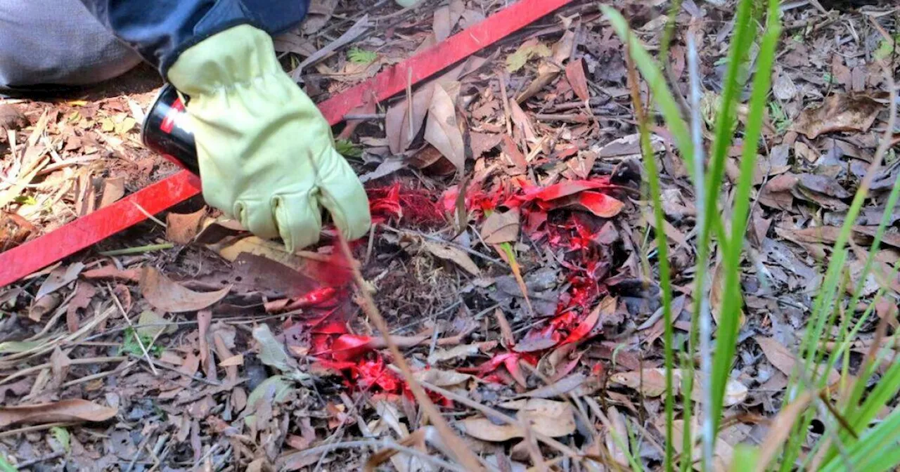 Dos militares muertos por activación de campo minado en Tierralta, Córdoba