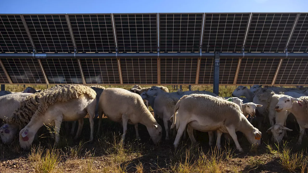 Sheep graze on Texas solar farms as renewable energy companies embrace agriculture