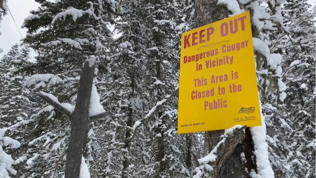 With six dogs dead, a cougar warning has been issued west of Calgary