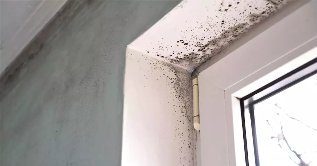 DIY expert's £1 heating and mould solution prevents 'costly' problem this winter