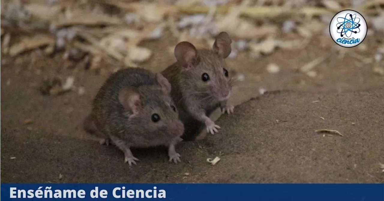 Así Puedes Ahuyentar A Los Ratones De Tu Casa Rápidamente Sin Usar ...