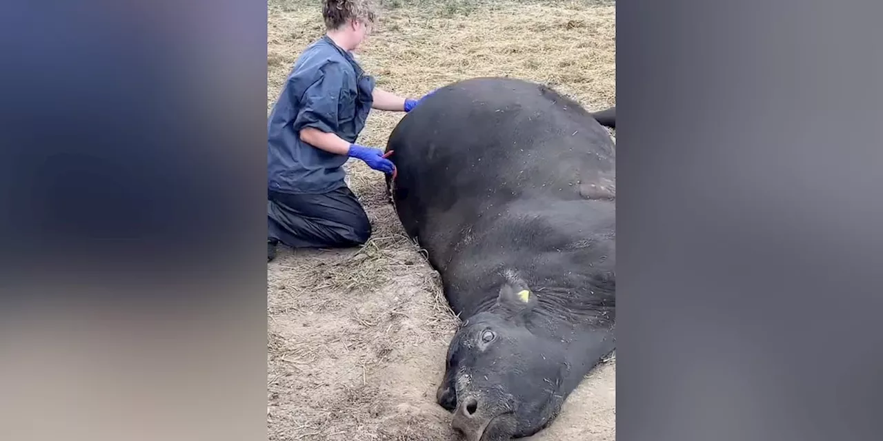 Um Kuh zu retten bohrt Ärztin ein Loch in das Tier