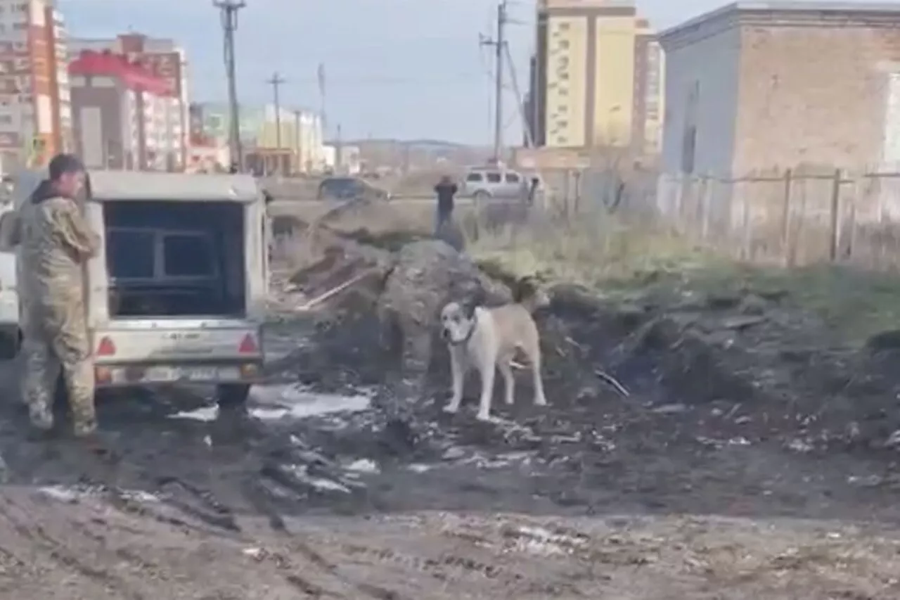 Алабая в ошейнике, который покусал мужчину и женщину в Башкирии, поймали