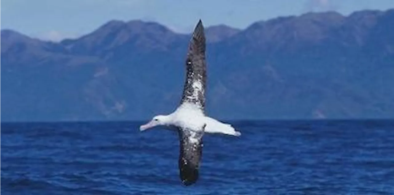 Albatrossen udnytter vindenergi til at flyve langt