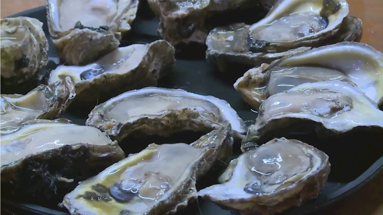 Oyster season in Texas opens next week, but most of the harvest areas will be closed