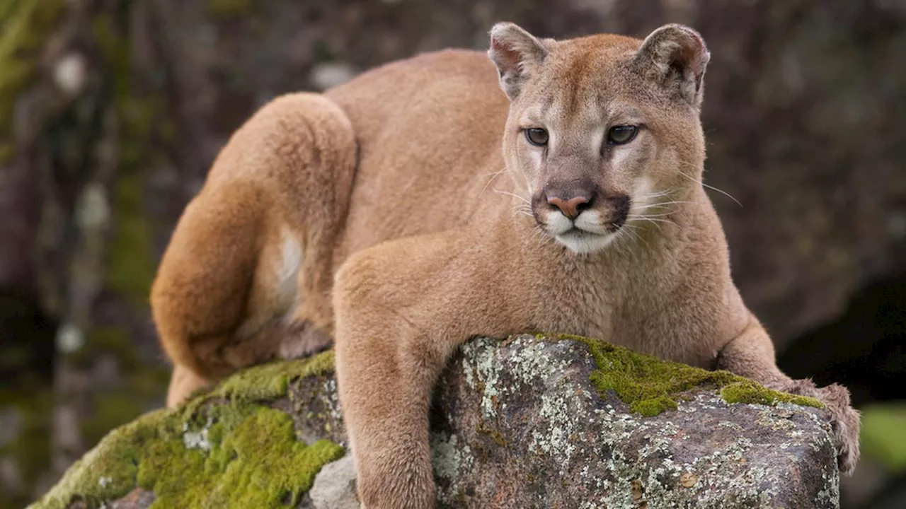 Hiker injured after mountain lion tried to attack dog