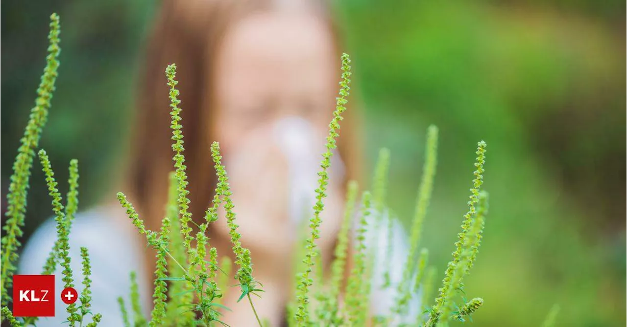 Pilzsporen in der Luft: Allergie-Saison endet nach katastrophaler Saison