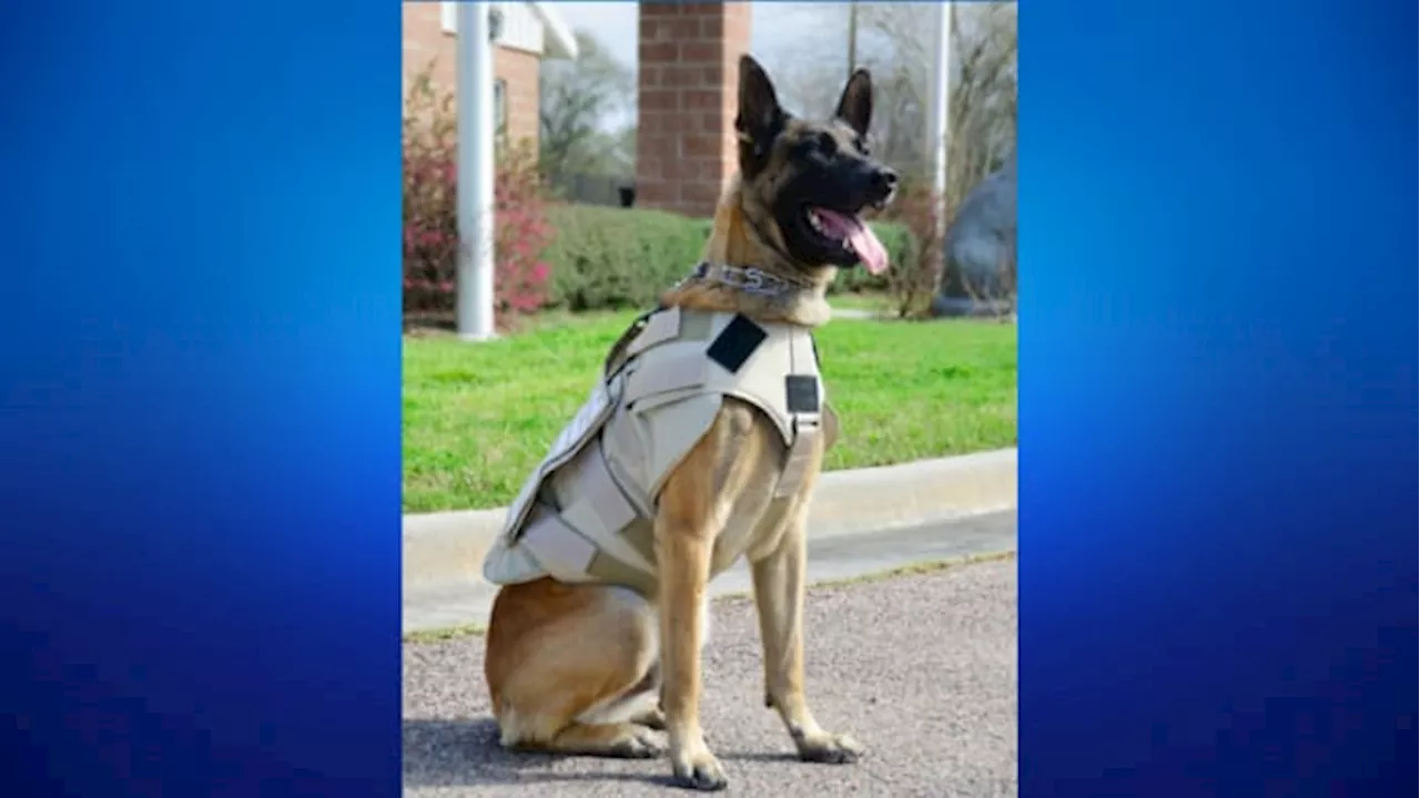 Retired HPD K9 T-Rex dies after battle with bone cancer