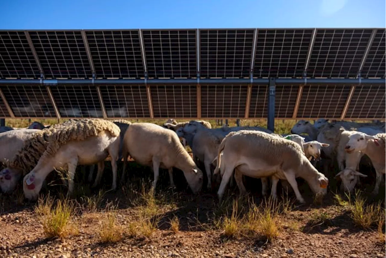 Sheep graze on Texas solar farms as renewable energy companies embrace agriculture