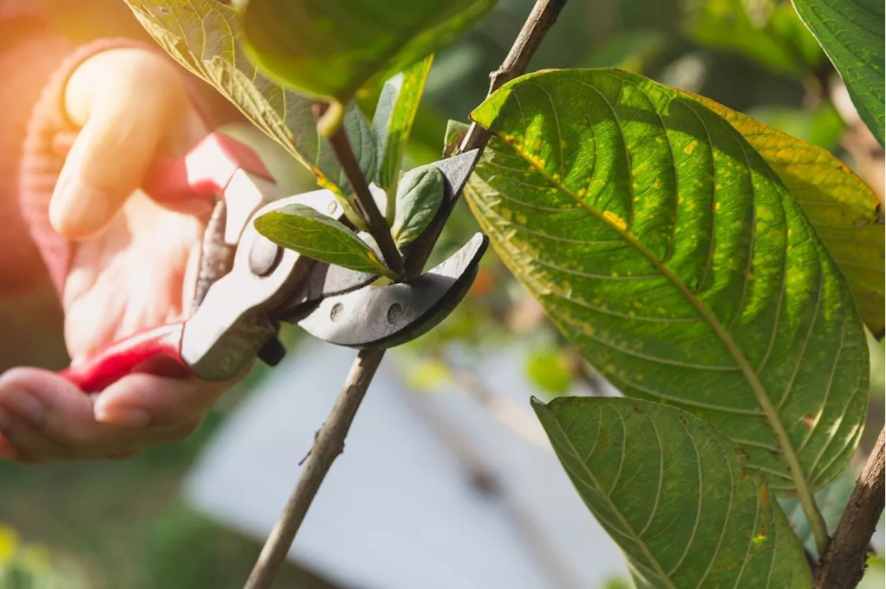 Gardening: Why the four guiding principles of pruning apply throughout the year