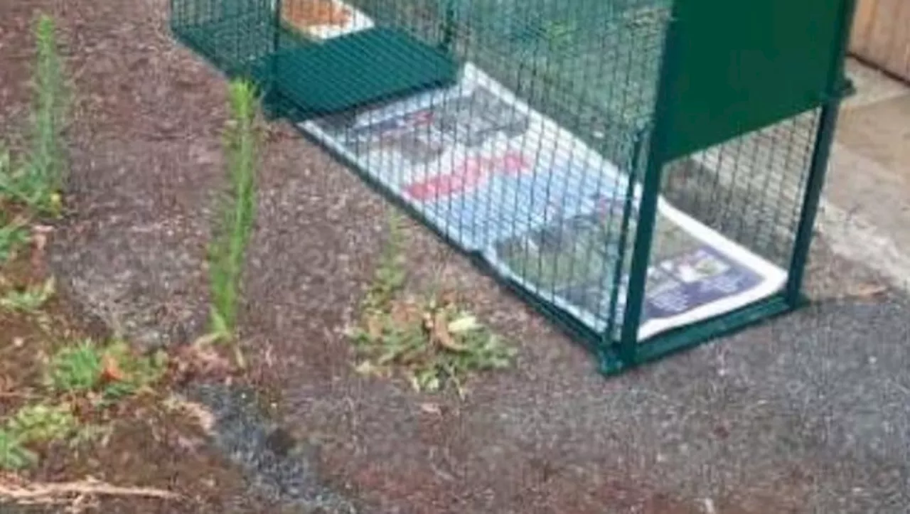 Capdenac-Gare. Un vide-dressing pour soutenir ChaPat, l’association dédiée aux chats errants