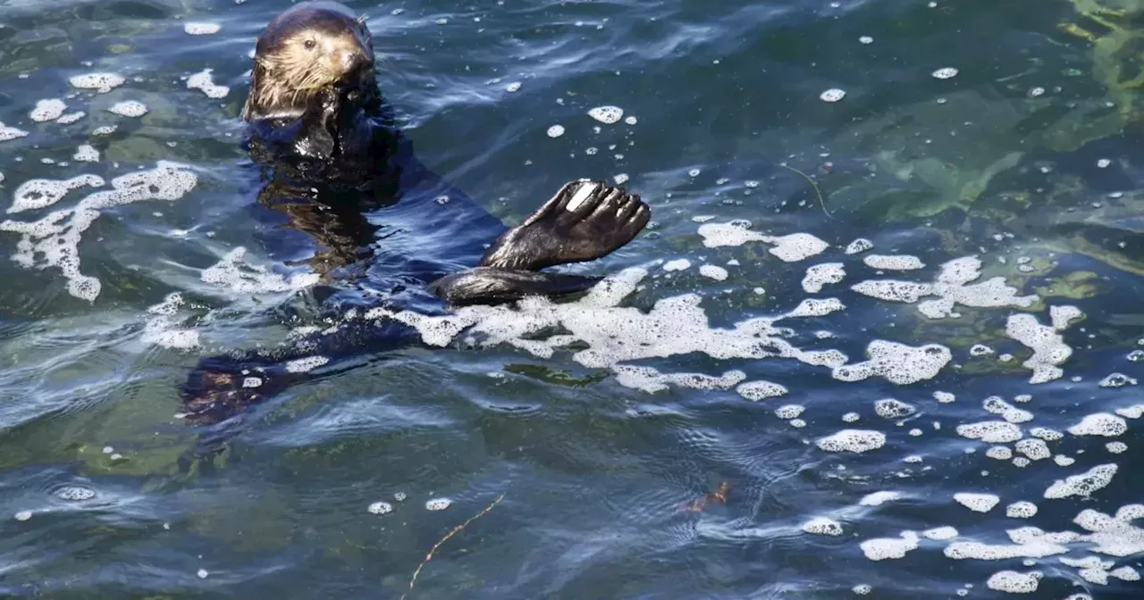 Fiesty Santa Cruz Otter