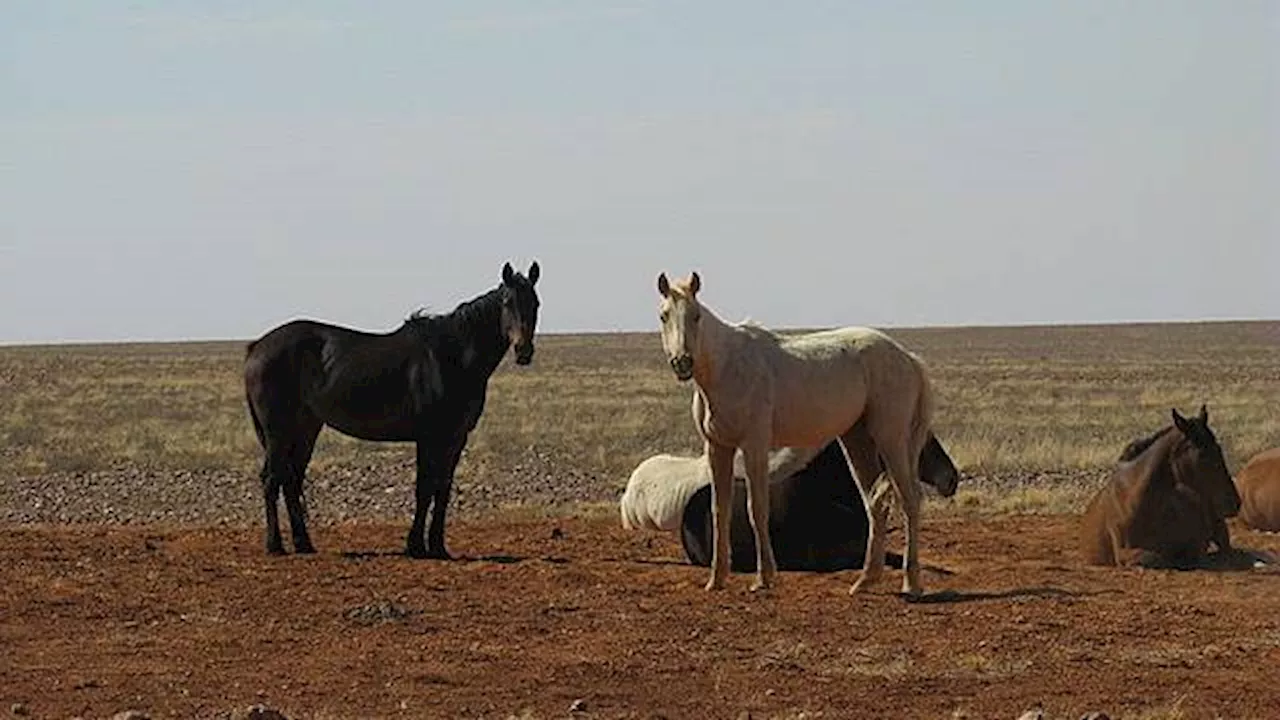 L'Australie va recommencer à abattre des chevaux sauvages par hélicoptère