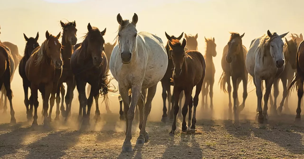 L'Australie reprend l’abattage des chevaux sauvages par hélicoptère