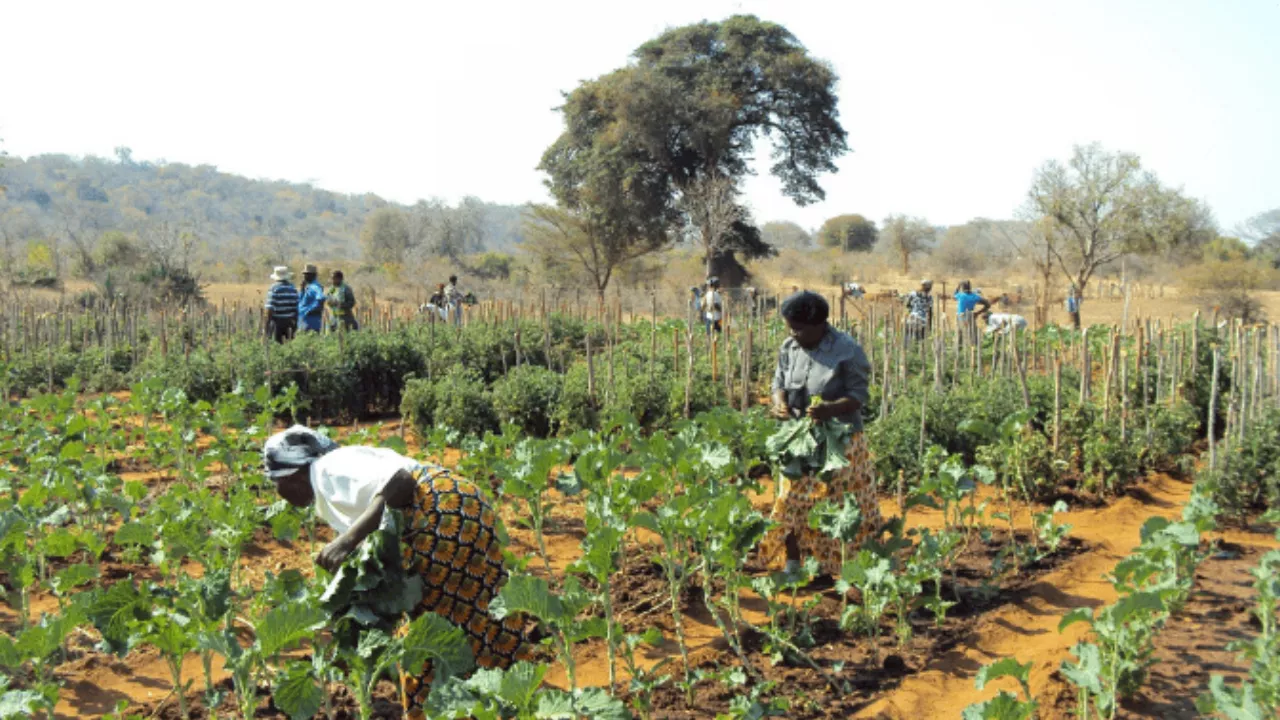 FG Distributes Grinding Machines To Benue Yam Farmers