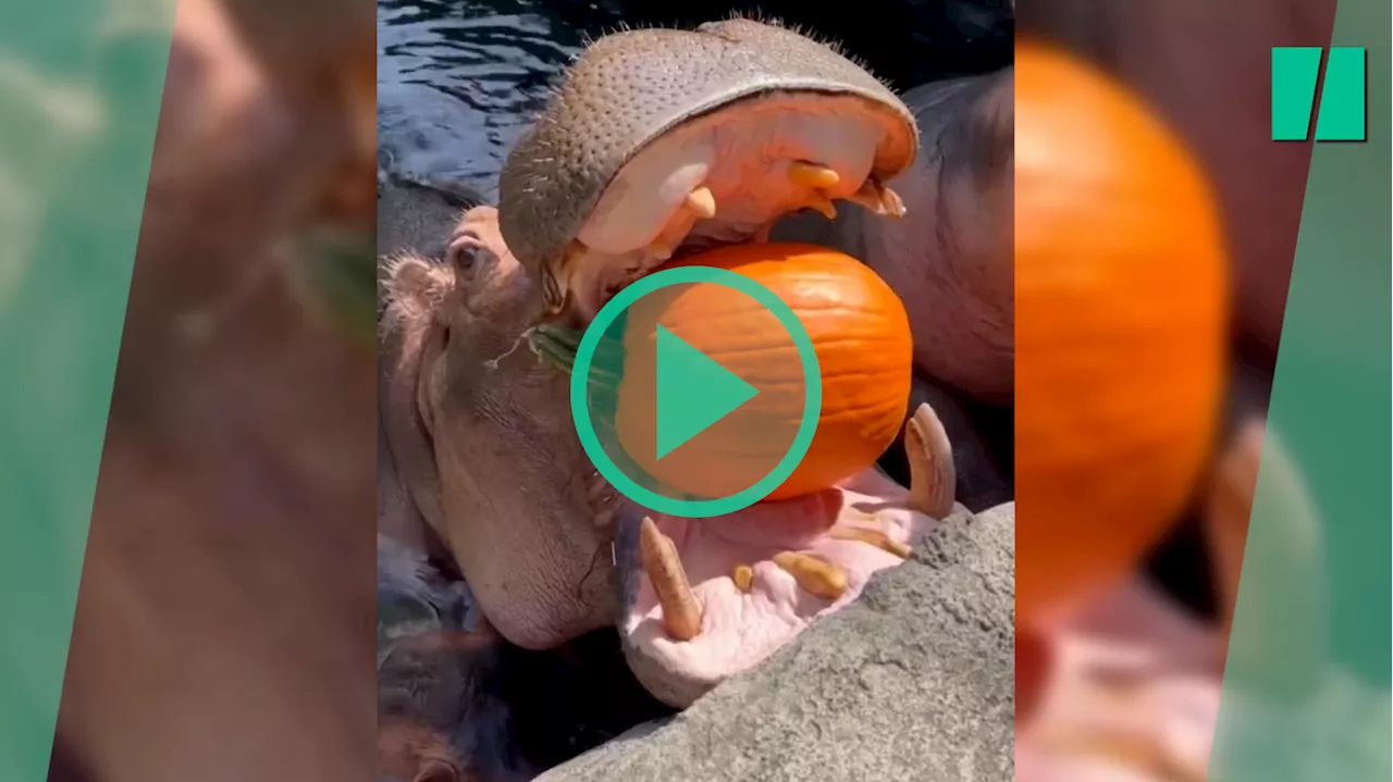 Halloween : les hippopotames du zoo de Cincinnati font le plein de citrouilles