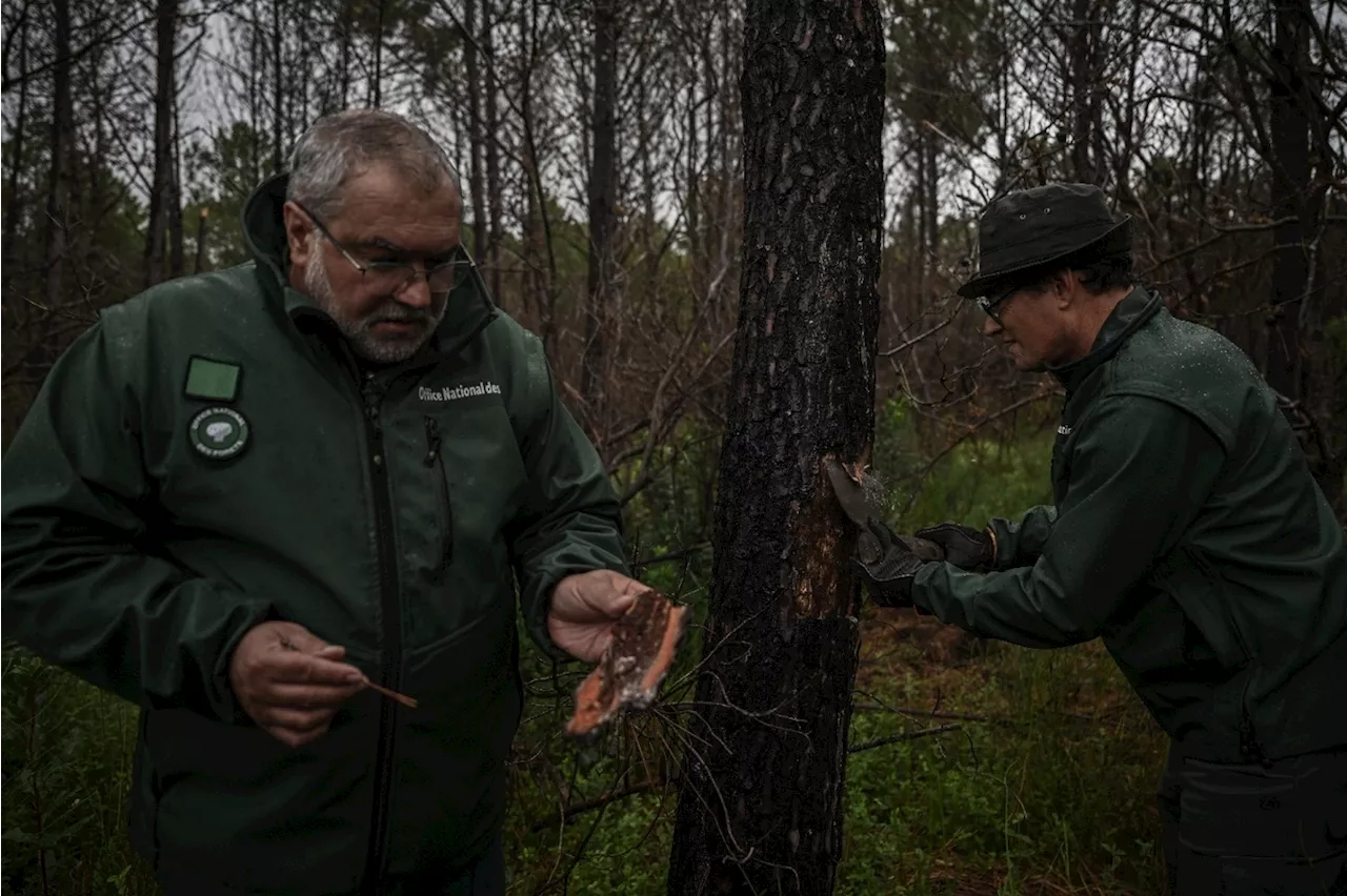 Gironde: après les incendies monstres, la forêt face aux insectes ravageurs