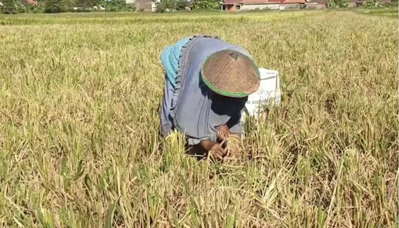 Cegah Boros Pangan, DKI Gandeng Bapanas