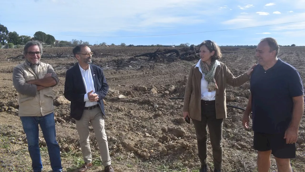 À Béziers, sur 30 hectares, un laboratoire à ciel ouvert pour tester les cépages de demain