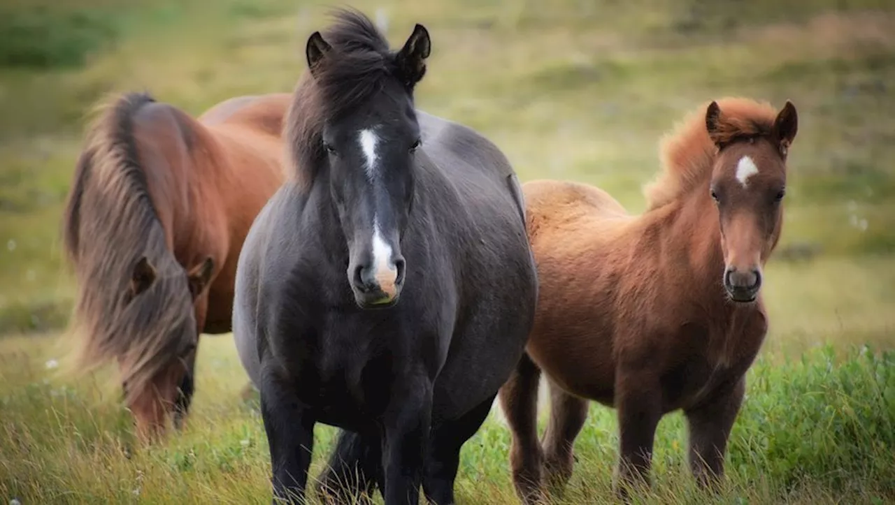 Pourquoi l'Australie va recommencer à abattre des chevaux sauvages dans un parc national par hélicoptère ?