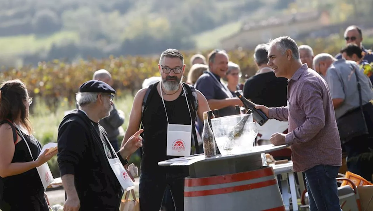 Vins des Cévennes : déjà plus de 400 personnes partantes pour les Vignes réboussières, à Tornac