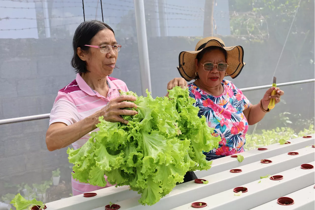 Innovative greenhouse to boost urban food security in Iloilo City