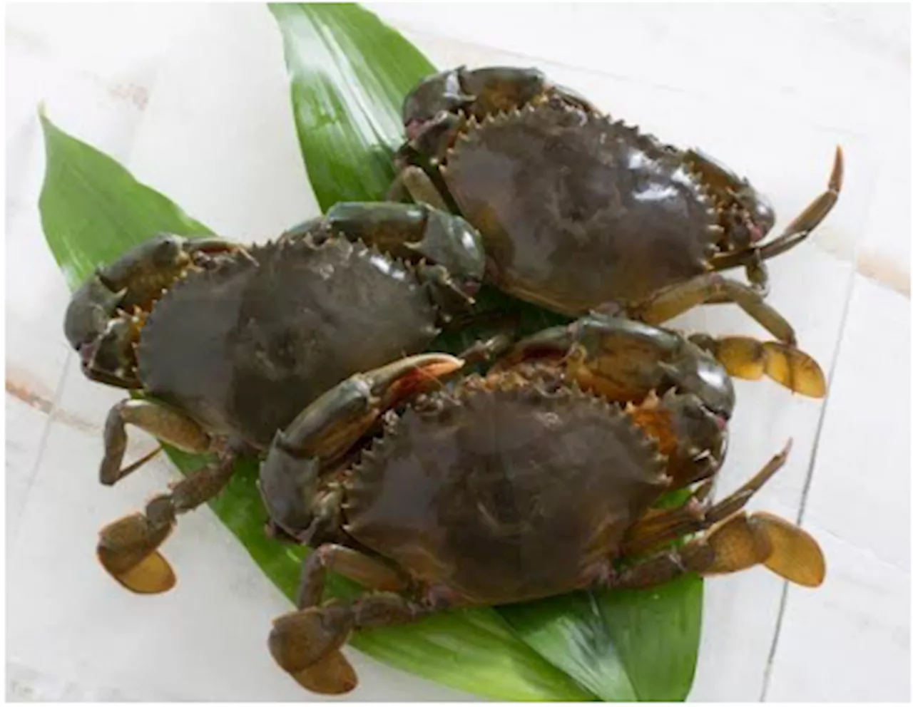 LSPU, PCAARRD to supply Quezon, nearby provinces with mangrove crab seed stock