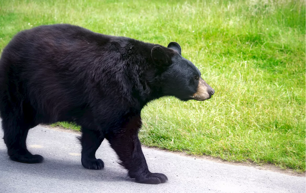 ‘Please bear with us': Crews try to capture bear spotted roaming in Montco