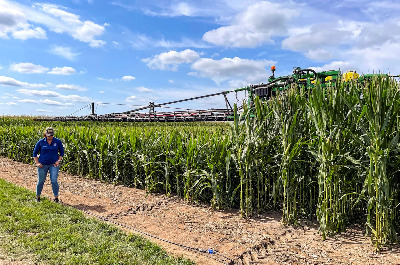 How shrinking corn could help farmers—and the environment