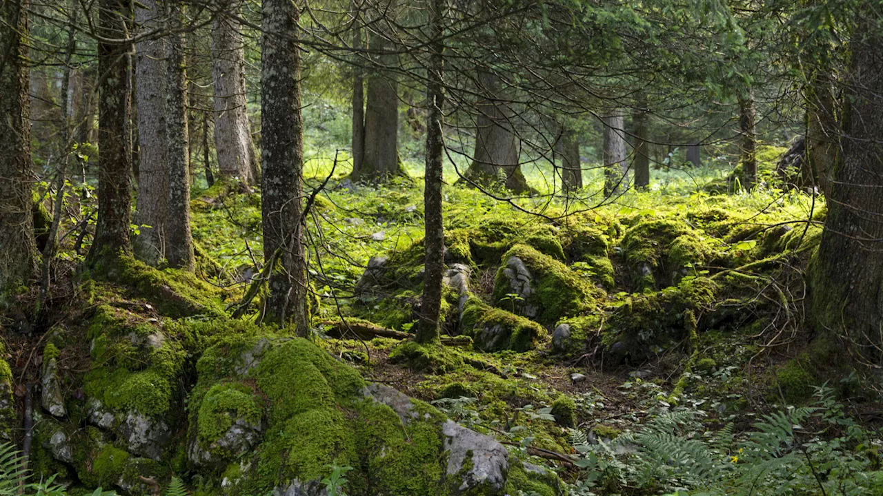 Klimawandel beeinflusst die Wälder in Niederösterreich