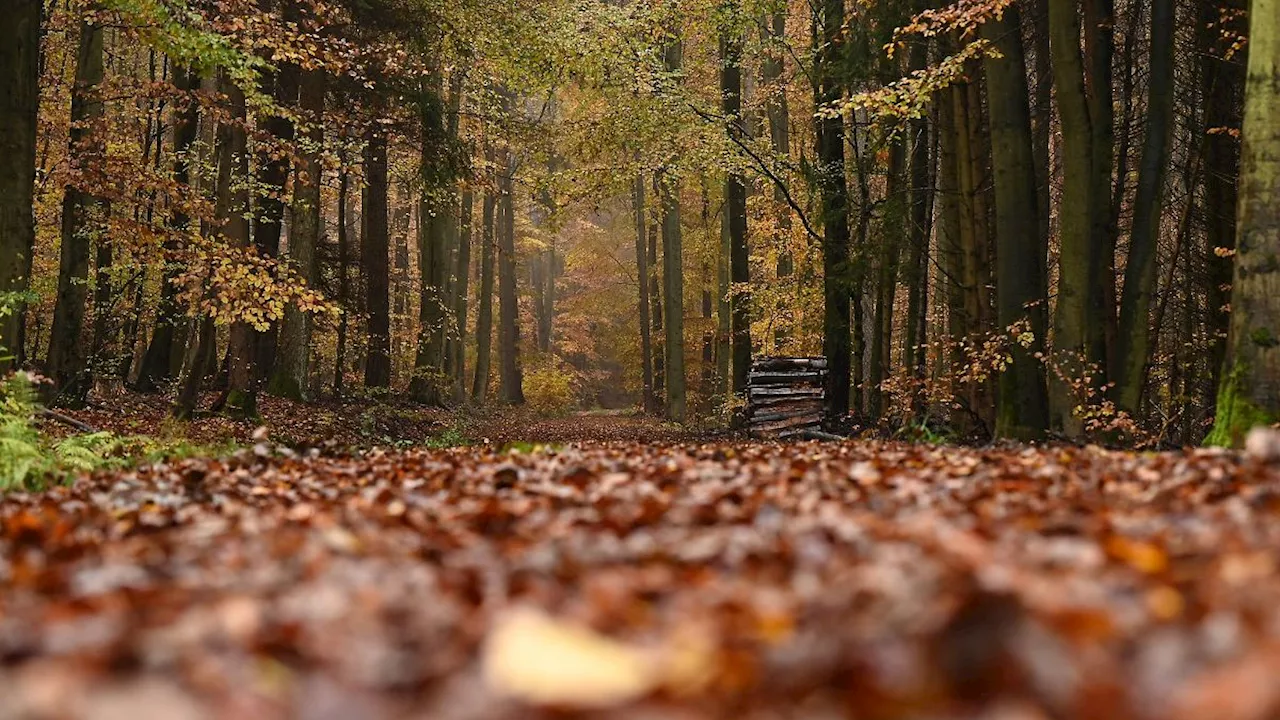 Hessen: 600.000 Tonnen Laub fallen im Staatswald zu Boden