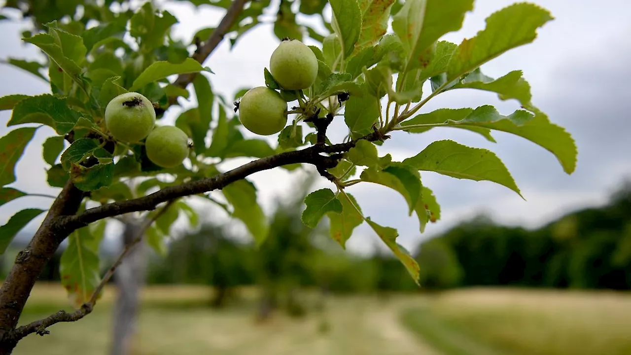 Thüringen: Rund 1000 neue Bäume für Streuobstwiesen