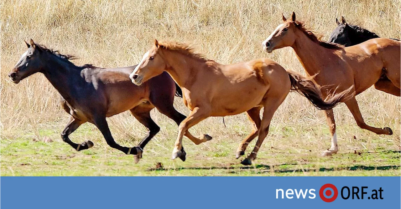 Abschuss von Wildpferden in Australien geplant