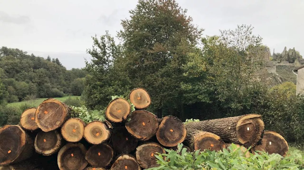 À Bressuire, les peupliers de la Coulée verte ont été abattus afin de sécuriser les lieux