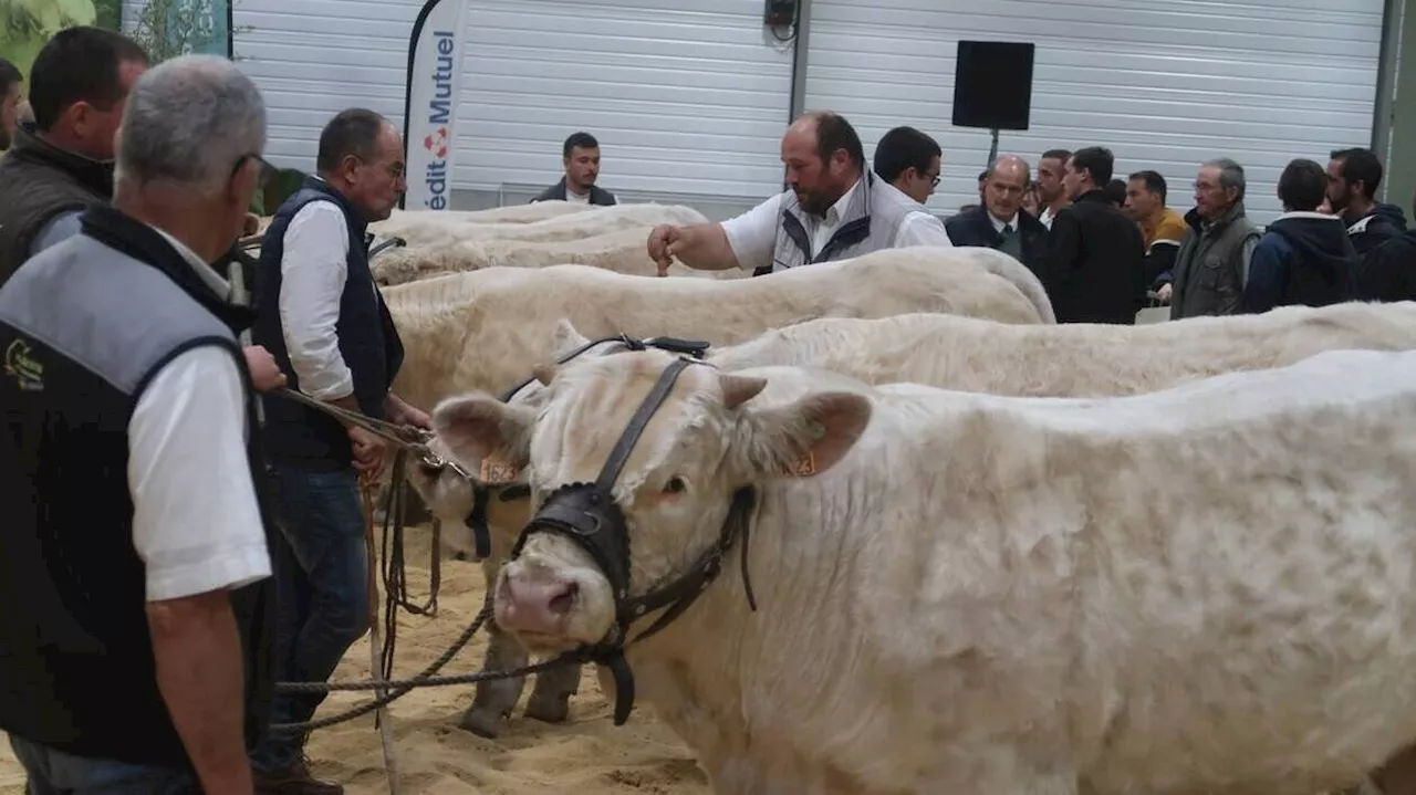 Plus de 150 animaux de race charolaise seront présentés aux Conviviales d’automne de Bressuire