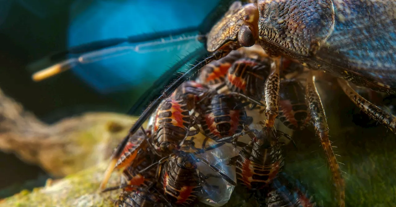 Maternal Bug Portrait Wins European Wildlife Photographer of the Year