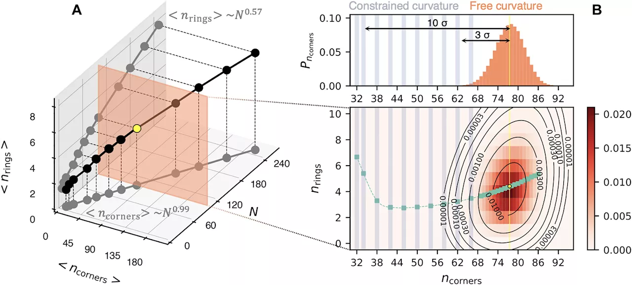 New algorithms inspired by quantum computing for simulating polymeric materials