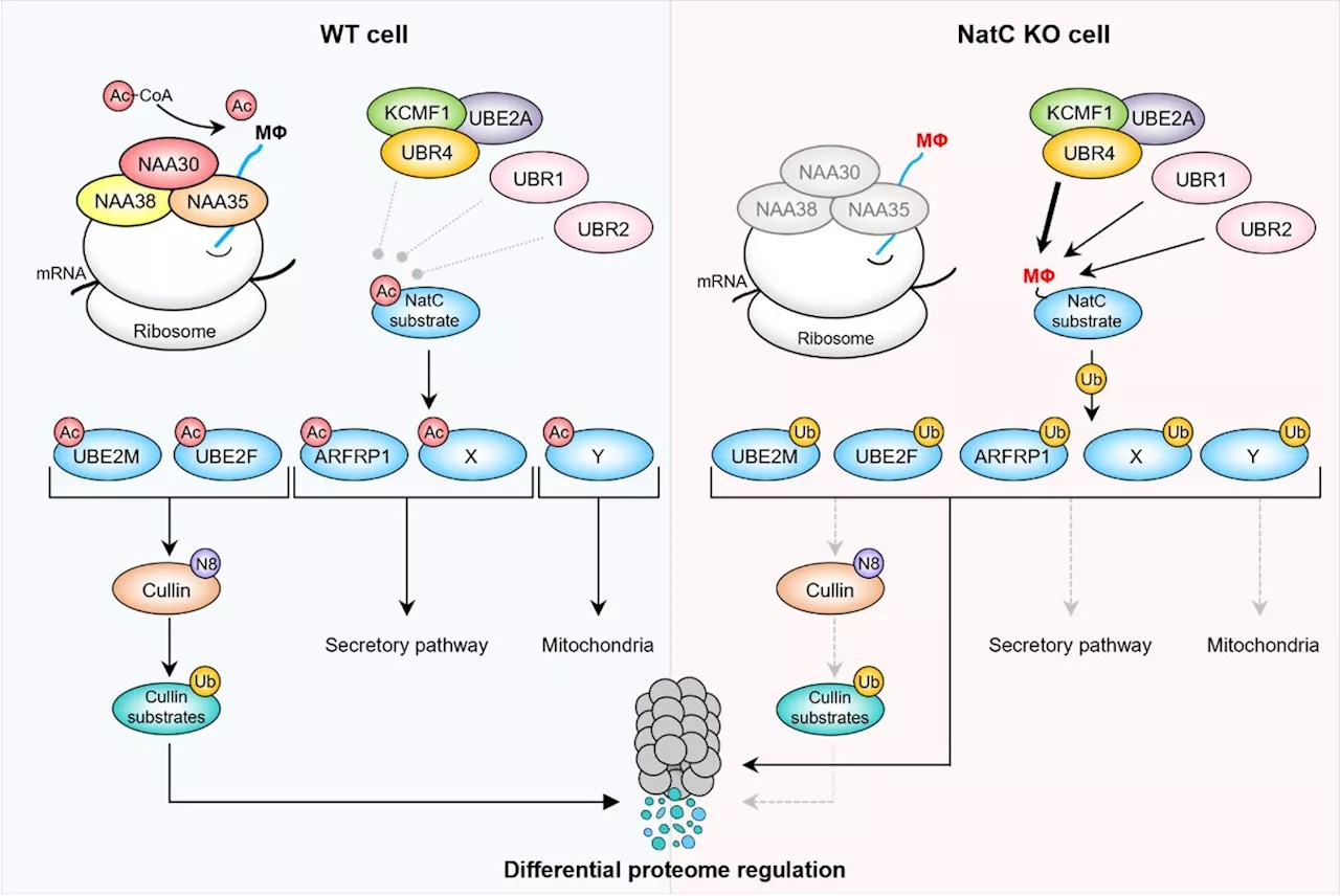 Researchers solve longstanding mystery about what protects proteins from degradation