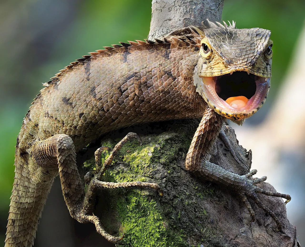 Something to chew on: Researchers look for connections in how animals eat and digest food