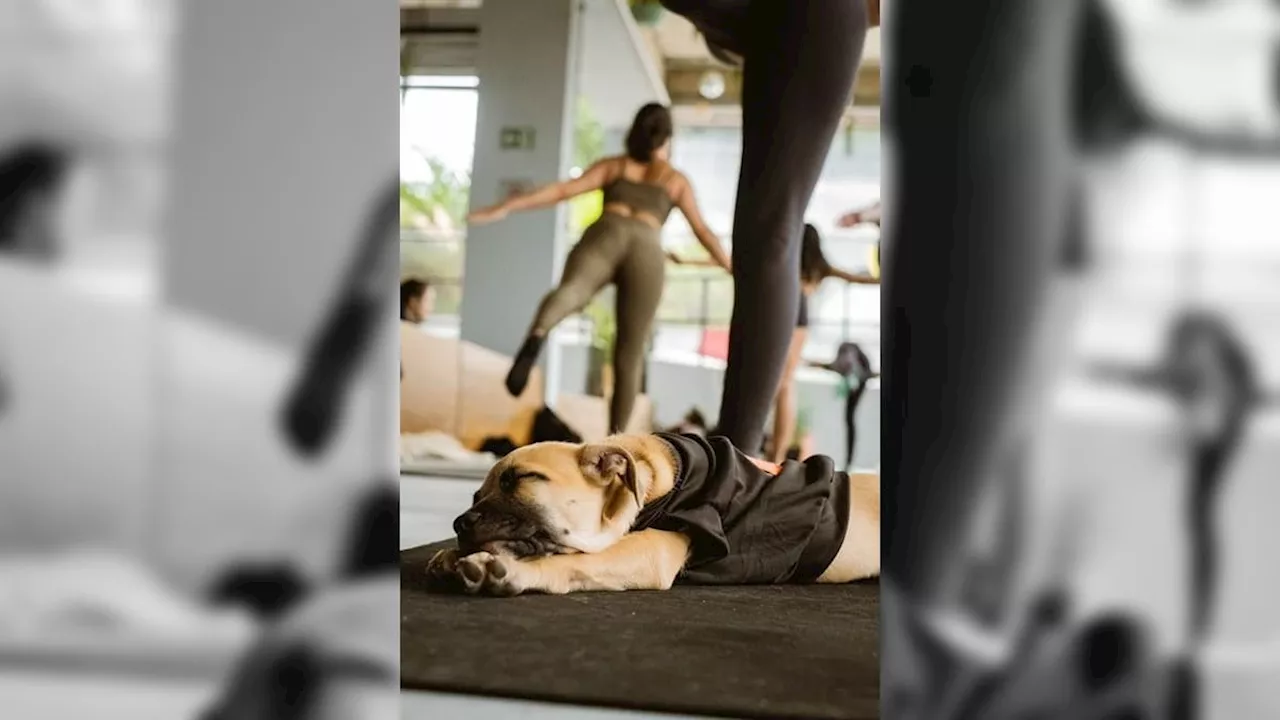 Entre namastês e latidos, Dog Yoga conecta humanos e pets à espera de novo lar