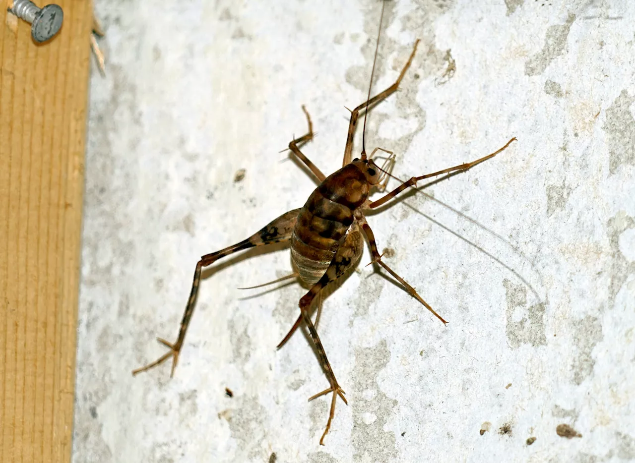 Spider crickets: The bugs you don’t want in your house this fall